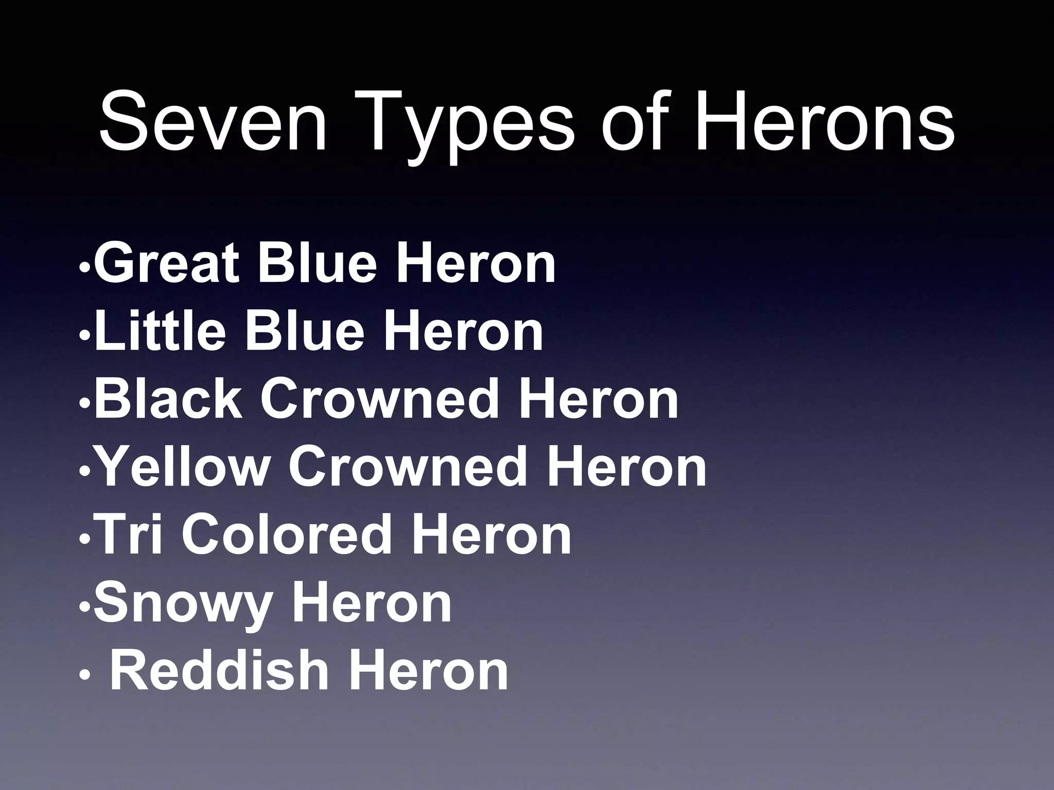 Seven Types of Herons
•Great Blue Heron
•Little Blue Heron
•Black Crowned Heron
•Yellow Crowned Heron
•Tri Colored Heron
•Snowy Heron
• Reddish Heron
 