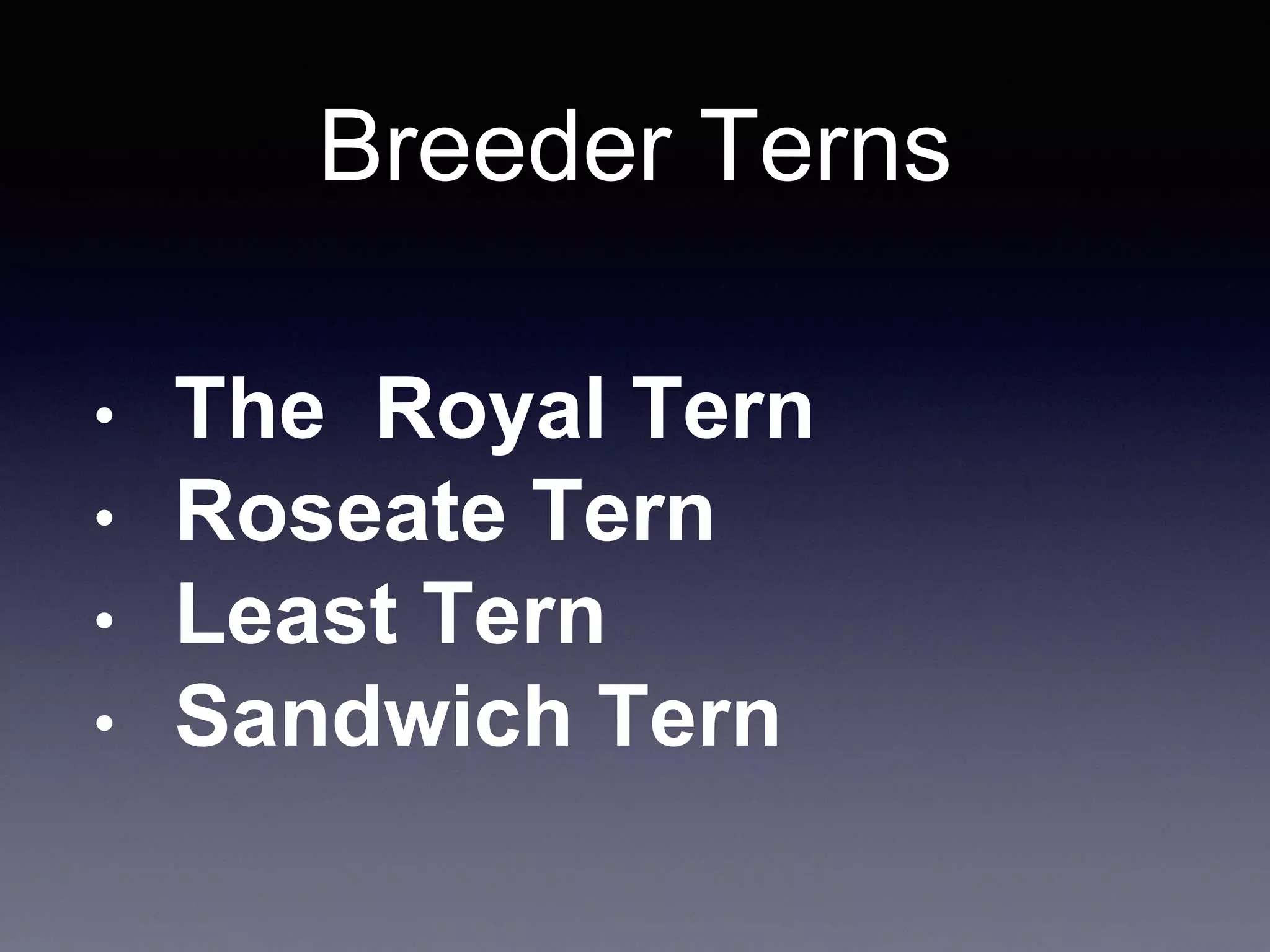 Breeder Terns
• The Royal Tern
• Roseate Tern
• Least Tern
• Sandwich Tern
 