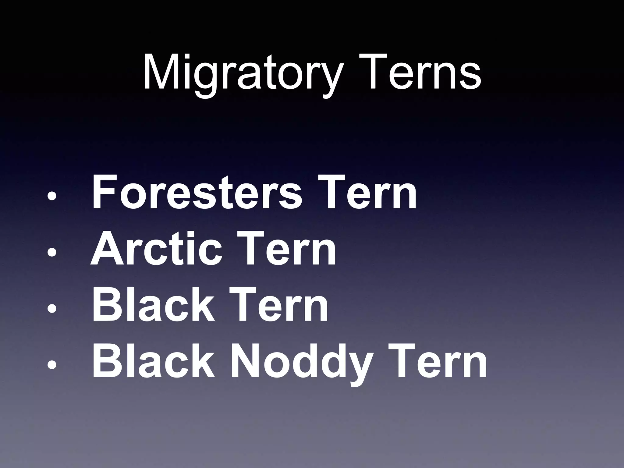 Migratory Terns
• Foresters Tern
• Arctic Tern
• Black Tern
• Black Noddy Tern
 