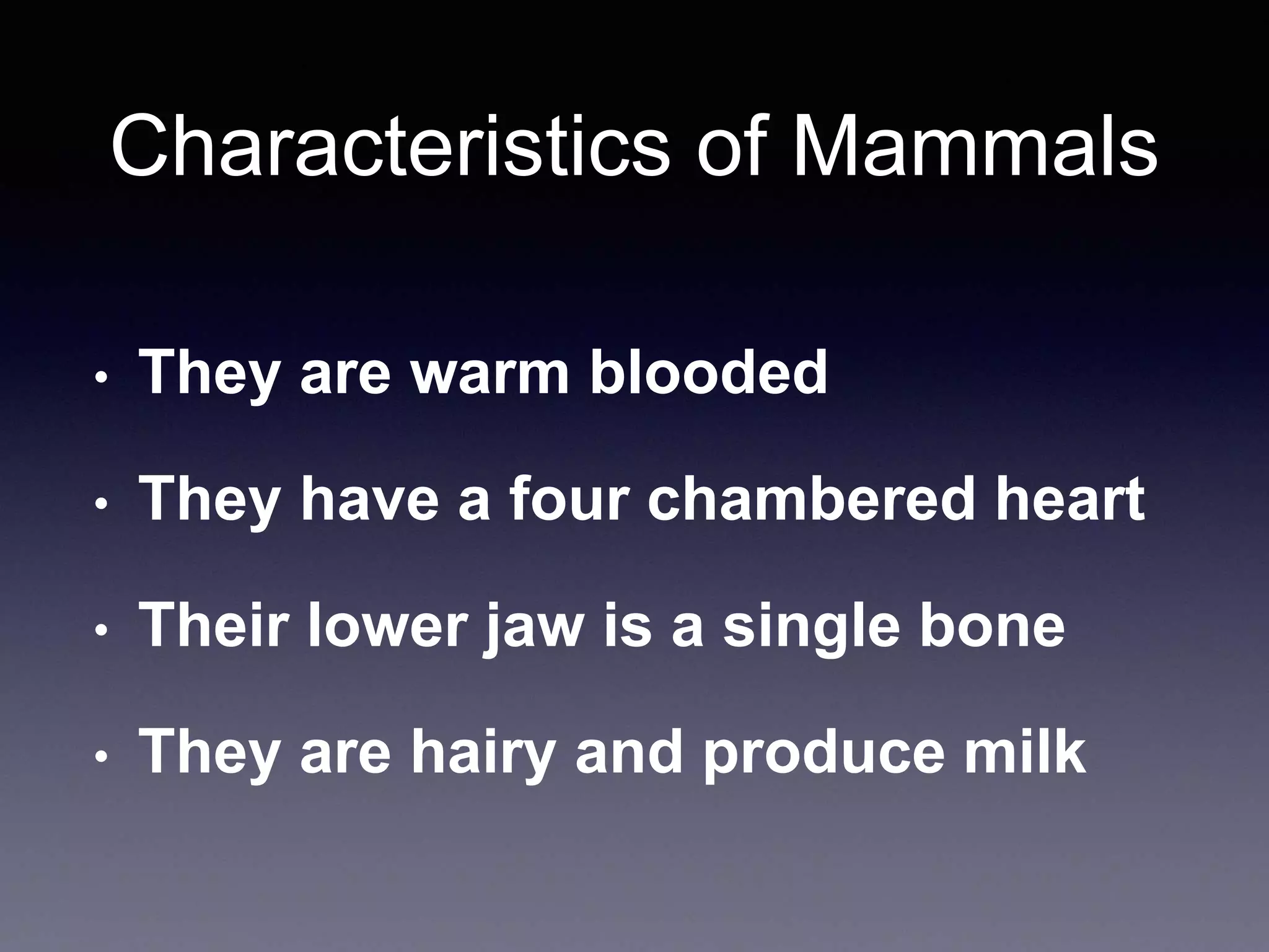 Characteristics of Mammals
• They are warm blooded
• They have a four chambered heart
• Their lower jaw is a single bone
• They are hairy and produce milk
 
