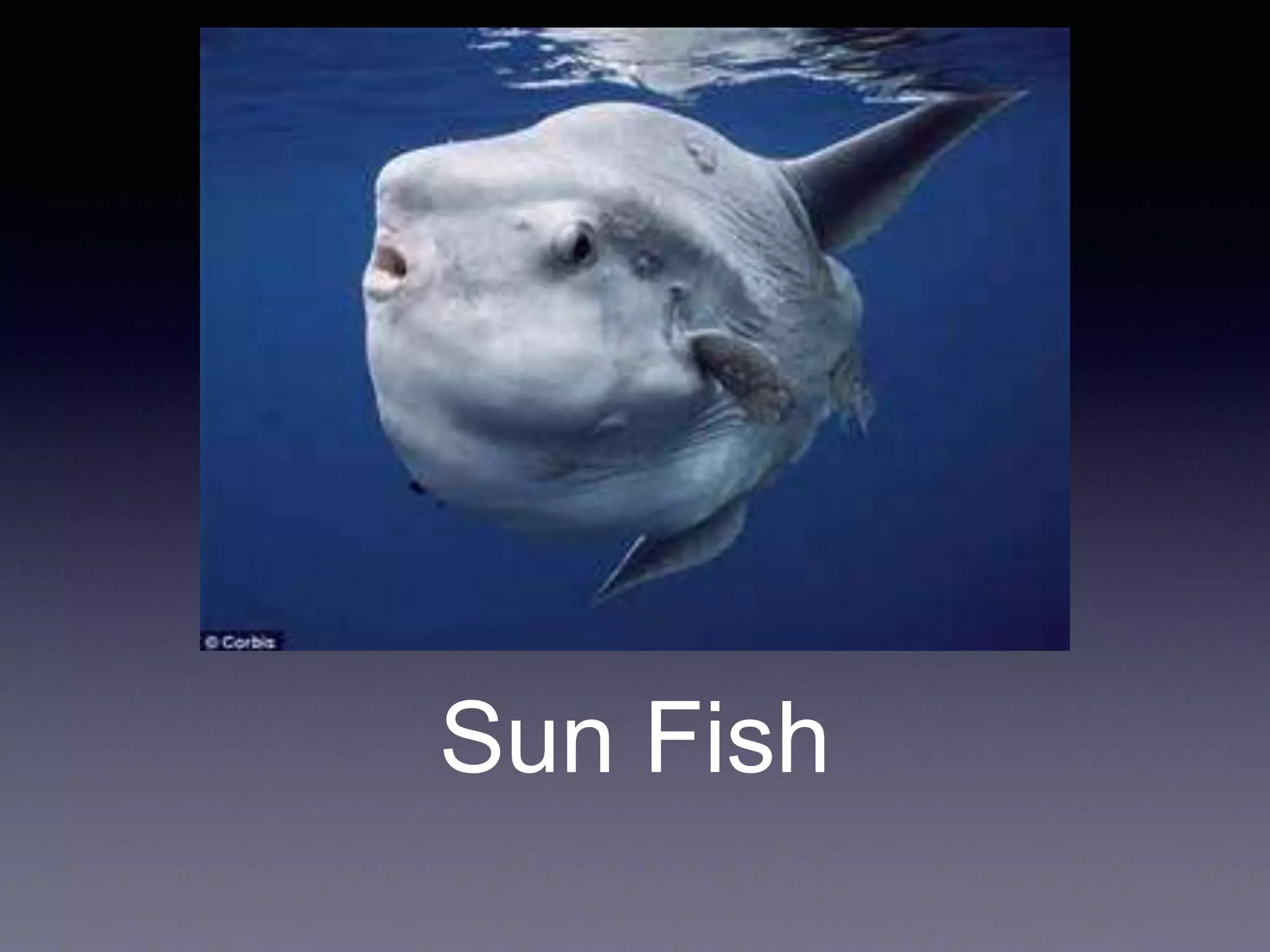 Sun Fish
 