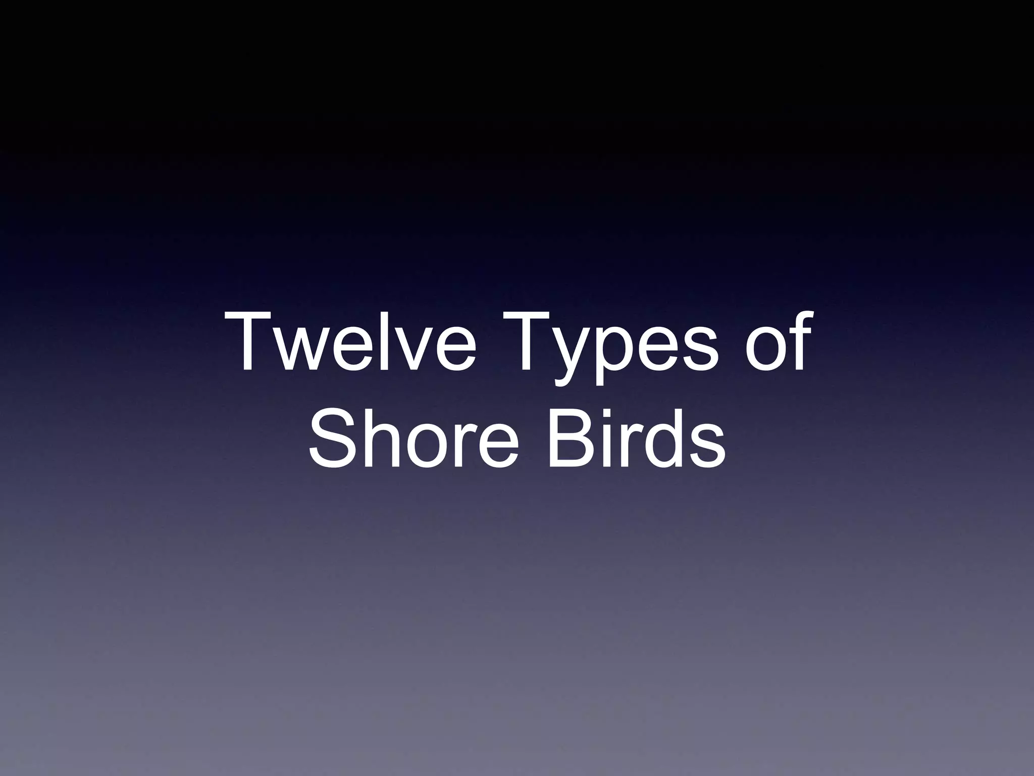 Twelve Types of
Shore Birds
 