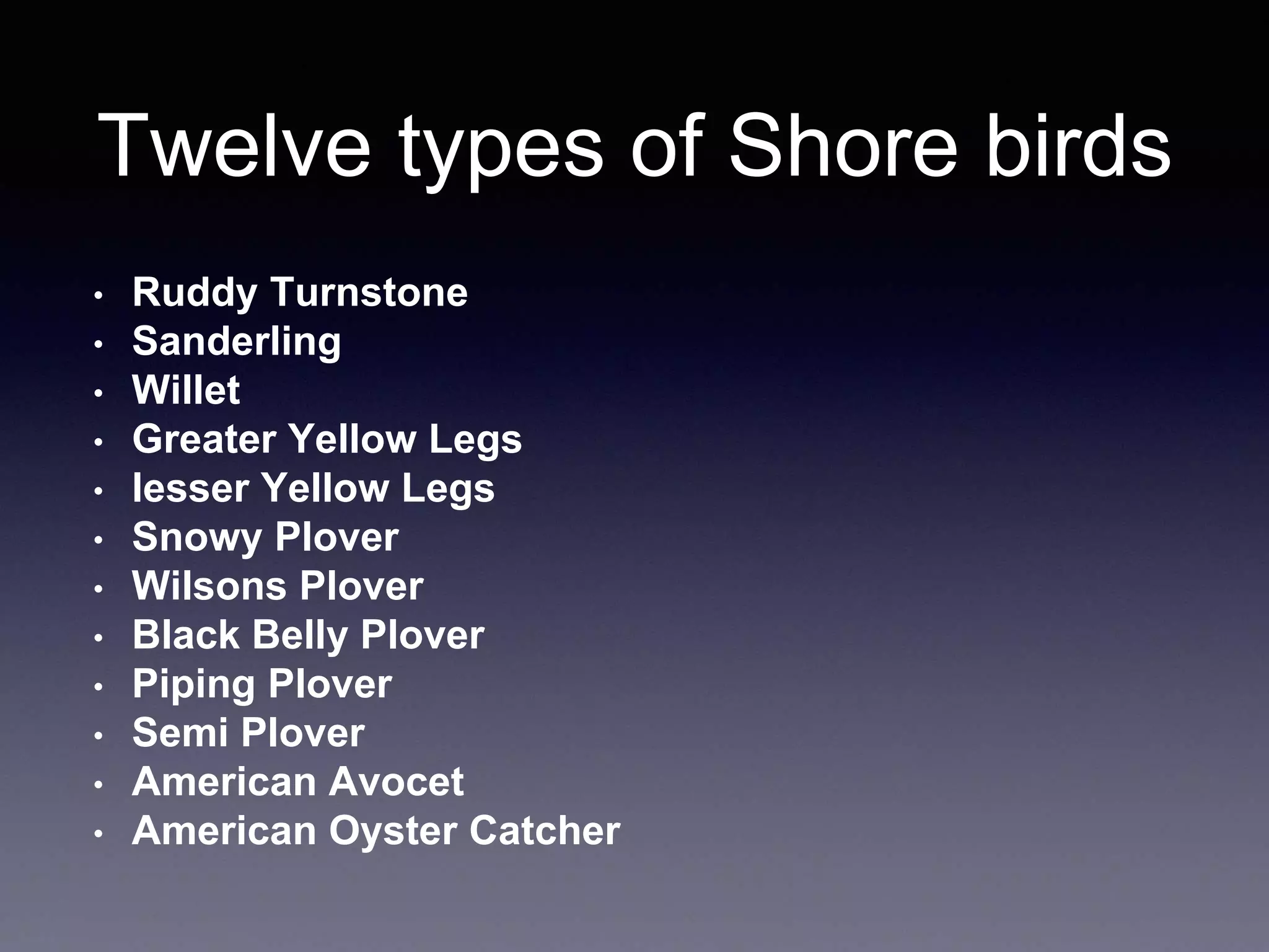 Twelve types of Shore birds
• Ruddy Turnstone
• Sanderling
• Willet
• Greater Yellow Legs
• lesser Yellow Legs
• Snowy Plover
• Wilsons Plover
• Black Belly Plover
• Piping Plover
• Semi Plover
• American Avocet
• American Oyster Catcher
 