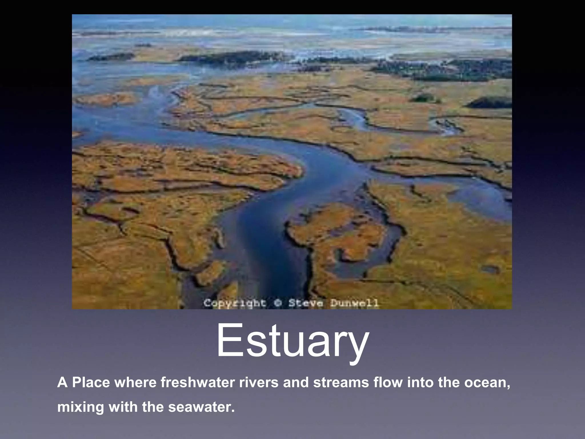 Estuary
A Place where freshwater rivers and streams flow into the ocean,
mixing with the seawater.
 