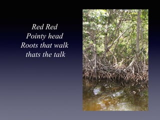 Red Red
Pointy head
Roots that walk
thats the talk
 