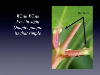 White White
Few in sight
Dimple, pimple
its that simple
 