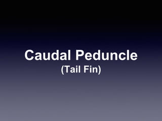 Caudal Peduncle
(Tail Fin)
 