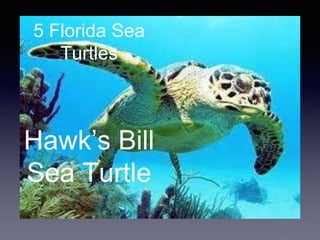 5 Florida Sea
Turtles
Hawk’s Bill
Sea Turtle
 