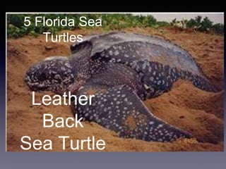 5 Florida Sea
Turtles
Leather
Back
Sea Turtle
 
