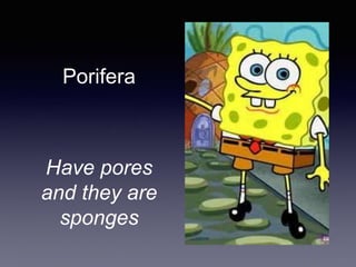 Porifera
Have pores
and they are
sponges
 