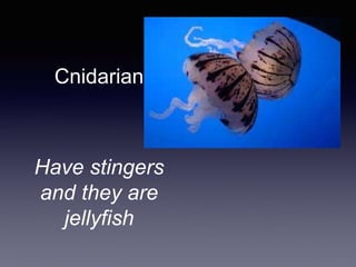 Cnidarian
Have stingers
and they are
jellyfish
 