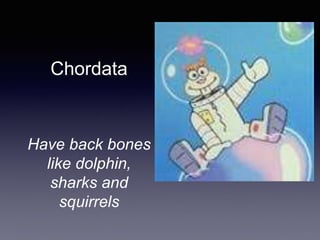 Chordata
Have back bones
like dolphin,
sharks and
squirrels
 