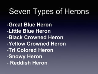 Seven Types of Herons
•Great Blue Heron
•Little Blue Heron
•Black Crowned Heron
•Yellow Crowned Heron
•Tri Colored Heron
•Snowy Heron
• Reddish Heron
 
