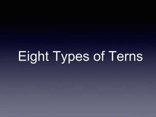 Eight Types of Terns
 