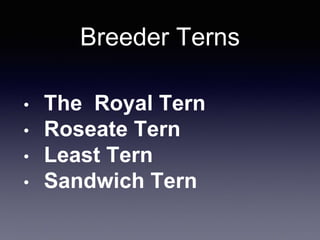 Breeder Terns
• The Royal Tern
• Roseate Tern
• Least Tern
• Sandwich Tern
 