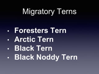Migratory Terns
• Foresters Tern
• Arctic Tern
• Black Tern
• Black Noddy Tern
 