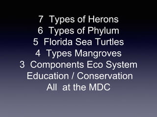 7 Types of Herons
6 Types of Phylum
5 Florida Sea Turtles
4 Types Mangroves
3 Components Eco System
Education / Conservation
All at the MDC
 