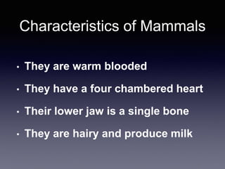 Characteristics of Mammals
• They are warm blooded
• They have a four chambered heart
• Their lower jaw is a single bone
• They are hairy and produce milk
 