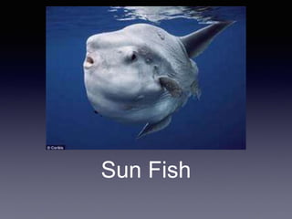 Sun Fish
 