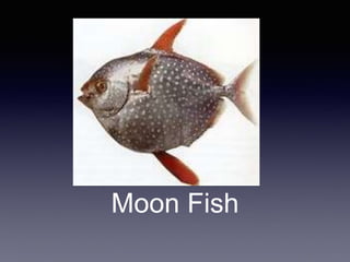 Moon Fish
 