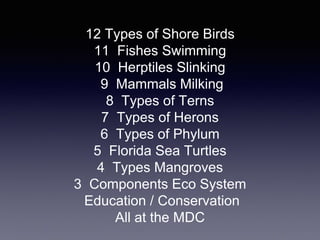 12 Types of Shore Birds
11 Fishes Swimming
10 Herptiles Slinking
9 Mammals Milking
8 Types of Terns
7 Types of Herons
6 Types of Phylum
5 Florida Sea Turtles
4 Types Mangroves
3 Components Eco System
Education / Conservation
All at the MDC
 