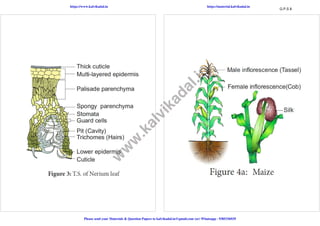 12th std Bio-Botany EM Practical notes.pdf