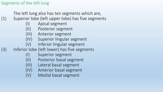 Segment Inferior 12th trachea ,pleura and lungs mammary ,mediastinum,peritonium,stomach.pptx