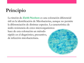 Principio
La tinción de Ziehl-Neelsen es una coloración diferencial
útil en la identiﬁcación de Micobacterias, aunque no permite
la diferenciación de distintas especies. La característica de
ácido-resistencia de estos microorganismos
hace de esta coloración un método
rápido en el diagnóstico, presuntivo,
de infección micobacteriana.

 