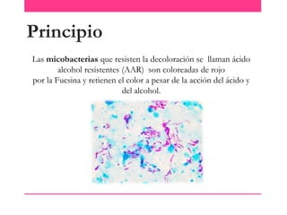 Principio
Las micobacterias que resisten la decoloración se llaman ácido
alcohol resistentes (AAR) son coloreadas de rojo
por la Fucsina y retienen el color a pesar de la acción del ácido y
del alcohol.

 