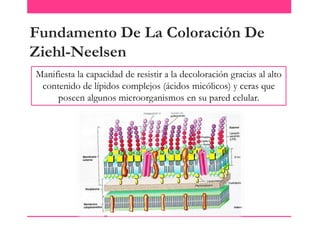 Fundamento De La Coloración De
Ziehl-Neelsen
Manifiesta la capacidad de resistir a la decoloración gracias al alto
contenido de lípidos complejos (ácidos micólicos) y ceras que
poseen algunos microorganismos en su pared celular.

 