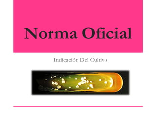 Norma Oficial
Indicación Del Cultivo

 