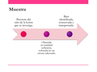 Muestra
Bien
identificada,
conservada y
transportada.

Proviene del
sitio de la lesión
que se investiga.

Obtenida
en cantidad
suficiente,
colocada en un
envase adecuado.

 
