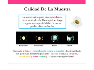 Calidad De La Muestra
La muestra de esputo mucopurulenta,
proveniente de árbol bronquial, es la que
asegura mayor probabilidad de que se
puedan observar bacilos.

Muestra: 3 a 5ml, es generalmente espesa y mucoide . Puede ser fluida
con partículas de material purulento . El color es variable (blanco,
amarillento y hasta verdoso) . A veces son sanguinolentas.

 