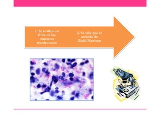 1. Se realiza un
frote de las
muestras
recolectadas

2. Se tiñe por el
método de
Ziehl-Neelsen

 