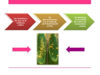 Las muestras a
las que se le
realizará
cultivo

Se
descontaminan
por el método
de Petroff (NaOH
al 4%)

Se siembran
en el medio
de cultivo de
Löwenstein–
Jensen.

 