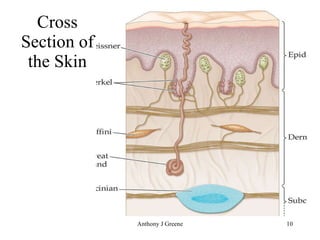 Cross Section of the Skin 