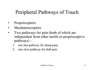 Peripheral Pathways of Touch Proprioceptors Mechanoreceptors Two pathways for pain (both of which are independent from other tactile or proprioceptive pathways) –  one fast pathway for sharp pain,  one slow pathway for dull pain 