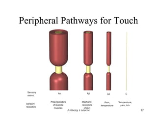 Peripheral Pathways for Touch 