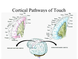 Cortical Pathways of Touch 