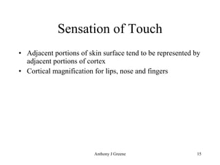 Sensation of Touch Adjacent portions of skin surface tend to be represented by adjacent portions of cortex Cortical magnification for lips, nose and fingers 