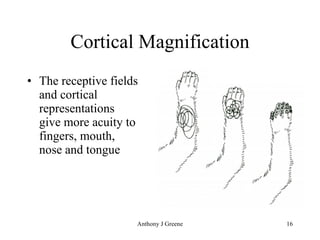 Cortical Magnification The receptive fields and cortical representations give more acuity to fingers, mouth, nose and tongue 