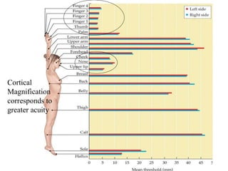 Cortical Magnification corresponds to greater acuity 
