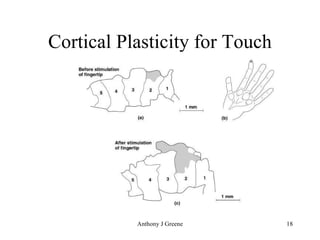 Cortical Plasticity for Touch 