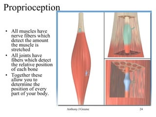 Proprioception All muscles have nerve fibers which detect the amount the muscle is stretched All joints have fibers which detect the relative position of each bone Together these allow you to determine the position of every part of your body. 