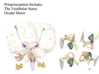 Prioprioception Includes  The Vestibular Sense Ocular Motor 