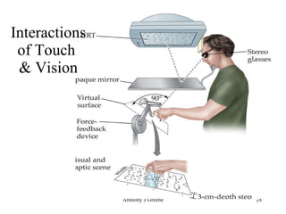 Interactions of Touch  & Vision 