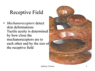 Receptive Field Mechanoreceptors  detect skin deformations Tactile acuity is determined by how close the mechanoreceptors are to each other and by the size of the receptive field 