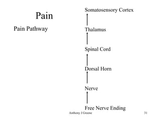 Pain Pain Pathway Somatosensory Cortex Thalamus Spinal Cord Dorsal Horn Nerve Free Nerve Ending 