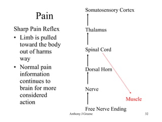 Pain Sharp Pain Reflex Limb is pulled toward the body out of harms way Normal pain information continues to brain for more considered action Somatosensory Cortex Thalamus Spinal Cord Dorsal Horn Nerve Muscle Free Nerve Ending 