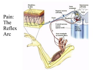 Pain: The Reflex Arc 